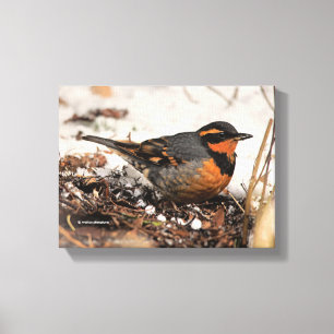 Erstaunlicher Varied Thrush Singvogel im Schnee Leinwanddruck