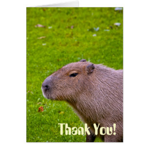 Erstaunliches Tier Capybara