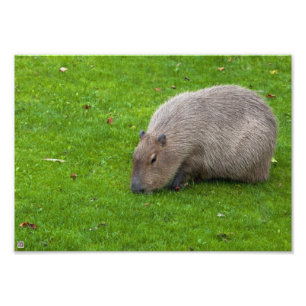 Erstaunliches Tier Capybara Fotodruck