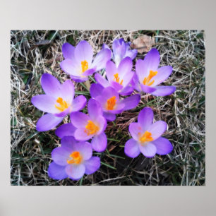 ERSTE ANZEICHEN DER FRÜHJAHRE POSTER