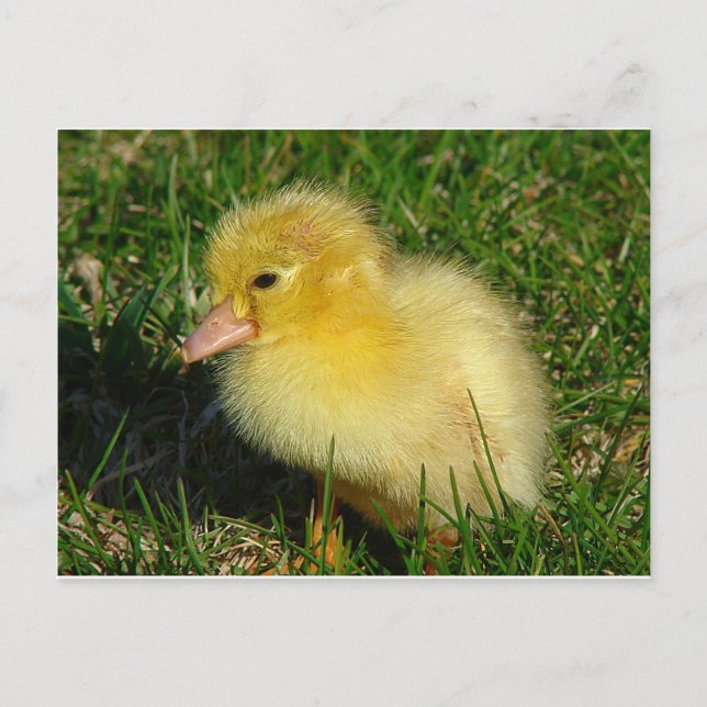 Erste Ausgabe der Saison Postkarte (Vorderseite)