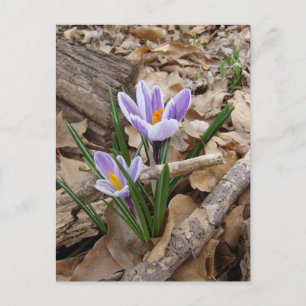 ERSTE BLUME POSTKARTE