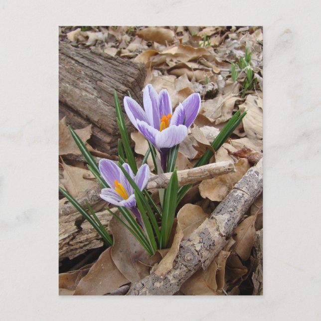 ERSTE BLUME POSTKARTE (Vorderseite)