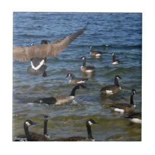 Erste Gänse zum Fliegen, Gänse am Arrowhad-See Fliese