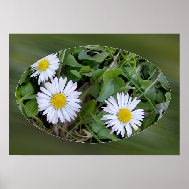 erste kleine Molkereien Poster (Vorne)