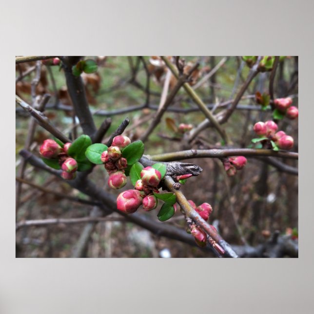 Erste rosa Buds Poster (Vorne)