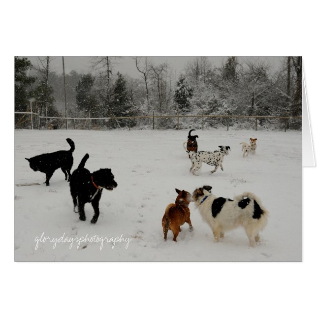 erste Schneehunde (Vorderseite (Horizontal))