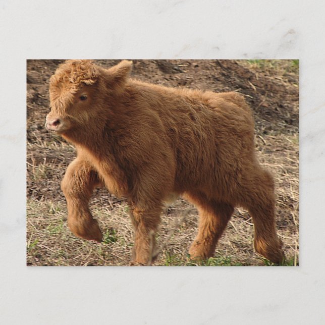 erste Schritte Postkarte (Vorderseite)