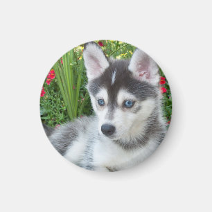 Erstelle Dein eigenes Haustier-Foto als individuel Magnet