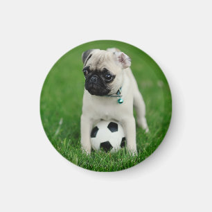 Erstelle Dein eigenes Haustier-Foto als individuel Magnet