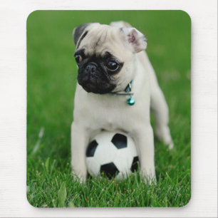 Erstelle Dein eigenes Haustier-Foto als individuel Mousepad