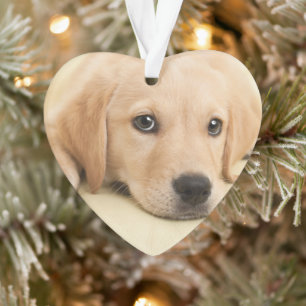 Erstelle Dein eigenes Haustier-Foto als individuel Ornament