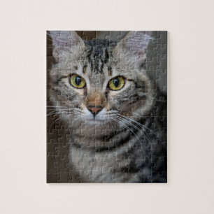Erstelle Dein eigenes Katzenfoto nach Maß