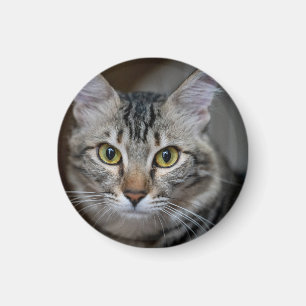 Erstelle Dein eigenes Katzenfoto nach Maß Magnet
