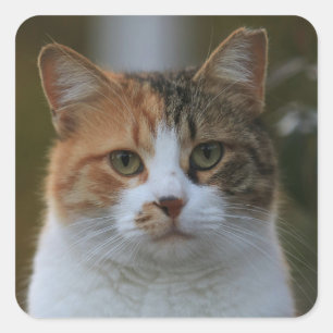 Erstelle Dein eigenes Katzenfoto nach Maß Quadratischer Aufkleber