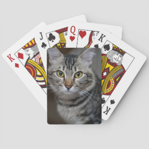 Erstelle Dein eigenes Katzenfoto nach Maß Spielkarten