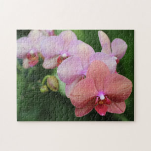Erstelle deine eigene hübsche Pfirsich-Orchideen-B