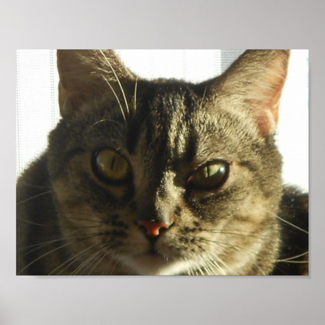 Erstellen Sie Ihr eigenes 11" x 8,5" Poster (Vorne)