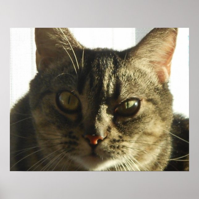 Erstellen Sie Ihr eigenes 20" x 16" Poster (Vorne)