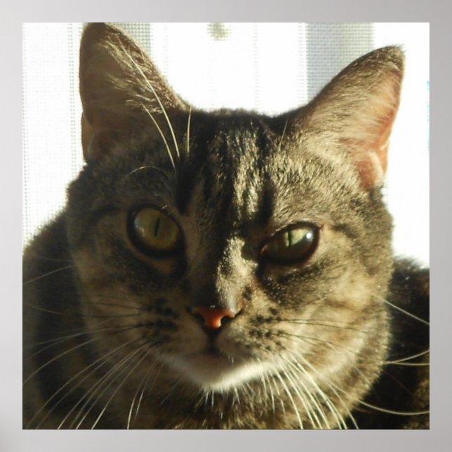 Erstellen Sie Ihr eigenes 24" x 24" Poster (Vorne)