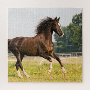 Erstellen Sie Ihr eigenes Haustier-Pferdefoto - Be