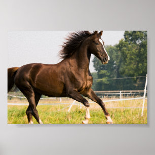 Erstellen Sie Ihr eigenes Haustier-Pferdefoto - Be Poster
