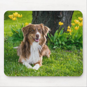 Erstellen Sie Ihr eigenes Pet-Foto Mousepad