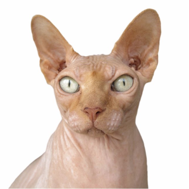 Erstellen Sie Ihre eigene Hundekatze Freistehende Fotoskulptur (Vorne)