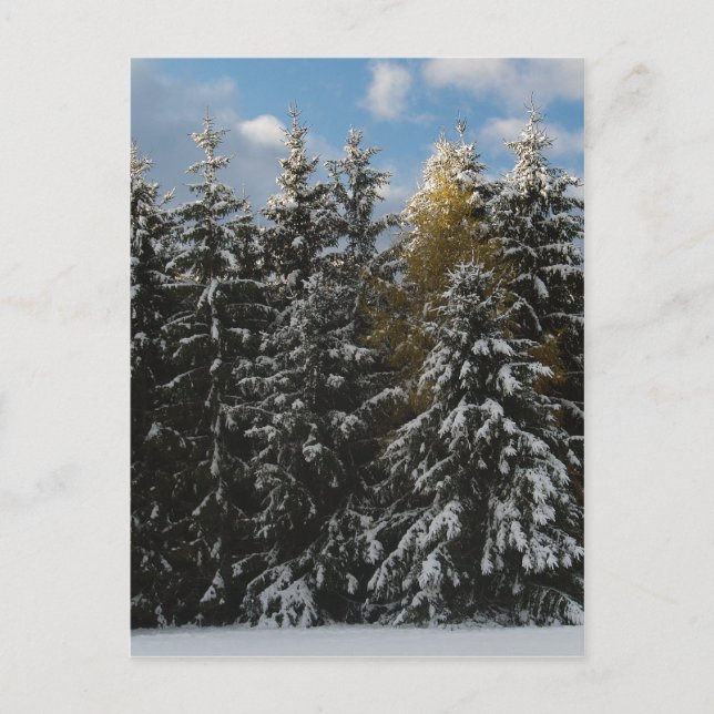 Erster Schnee 2009 Postkarte (Vorderseite)