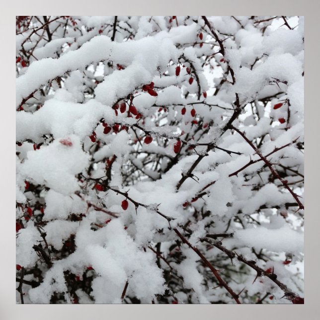 erster Schnee Poster (Vorne)