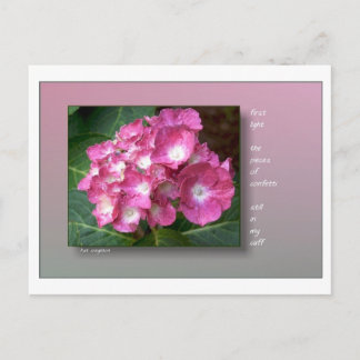 Erstes Licht mit Hydrangeas Postkarte