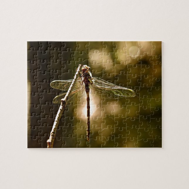 ERSTFLUG DER LIBELLE (Horizontal)