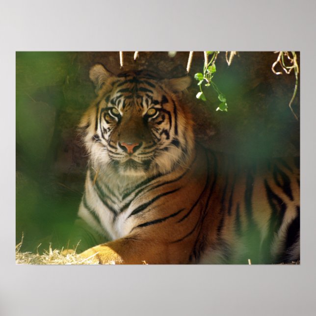 Erwachen Tiger Poster (Vorne)