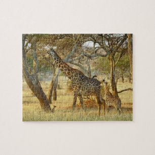 Erwachsene Giraffenkuh und Jungtier, Giraffa