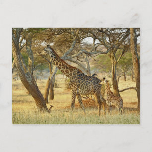 Erwachsene Giraffenkuh und Jungtier, Giraffa Postkarte