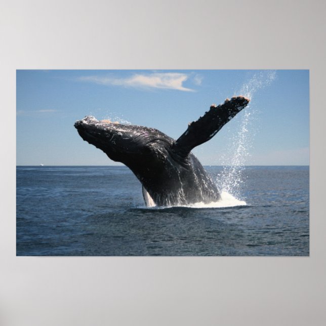 Erwachsene Humpback Whale Breaching Poster (Vorne)