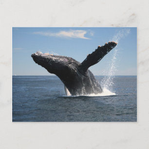 Erwachsene Humpback Whale Breaching Postkarte