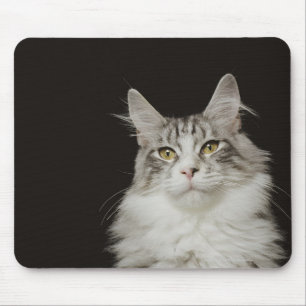 Erwachsene Maine-Waschbär-Katze Mousepad