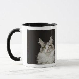 Erwachsene Maine-Waschbär-Katze Tasse