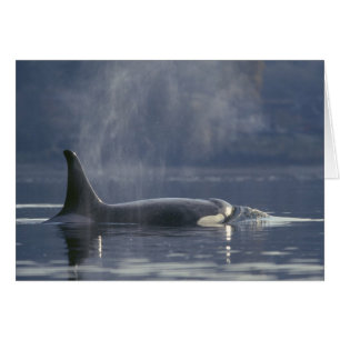 Erwachsene Orca Whale Orcinus Orca), Puget