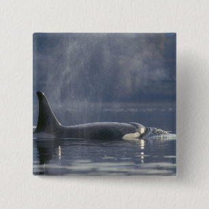 Erwachsene Orca Whale Orcinus Orca), Puget Button