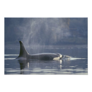 Erwachsene Orca Whale Orcinus Orca), Puget Fotodruck