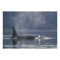 Erwachsene Orca Whale Orcinus Orca), Puget
