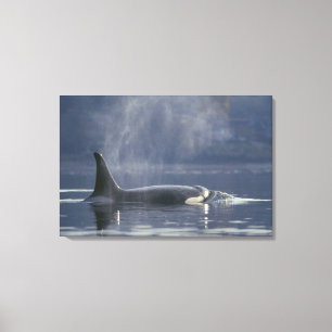 Erwachsene Orca Whale Orcinus Orca), Puget Leinwanddruck