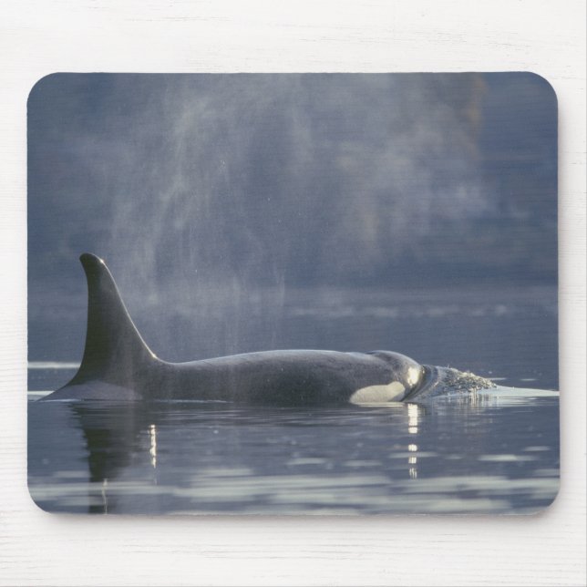 Erwachsene Orca Whale Orcinus Orca), Puget Mousepad (Vorne)