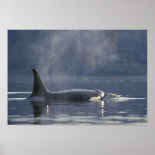 Erwachsene Orca Whale Orcinus Orca), Puget Poster