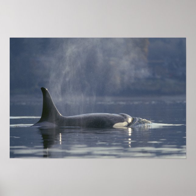 Erwachsene Orca Whale Orcinus Orca), Puget Poster (Vorne)