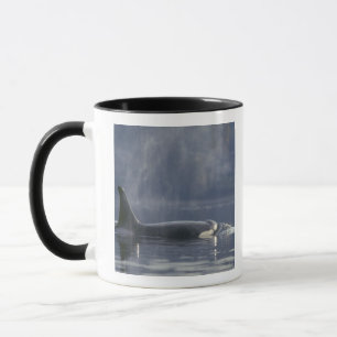 Erwachsene Orca Whale Orcinus Orca), Puget Tasse