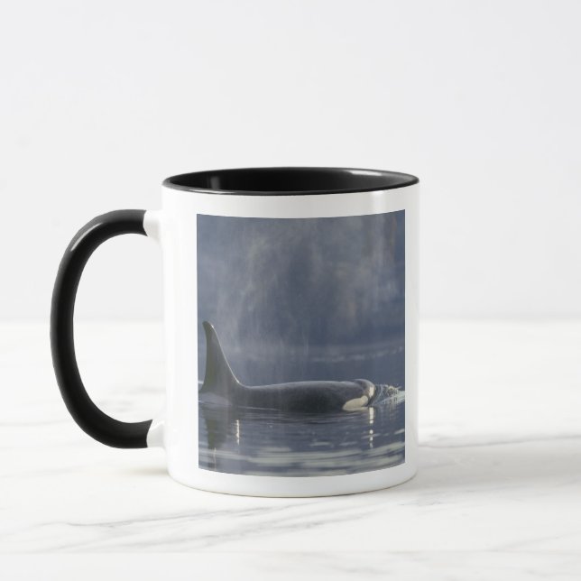 Erwachsene Orca Whale Orcinus Orca), Puget Tasse (Links)