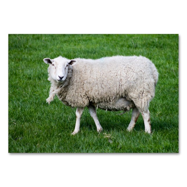 Erwachsene Schafe Tischnummer (Vorderseite)